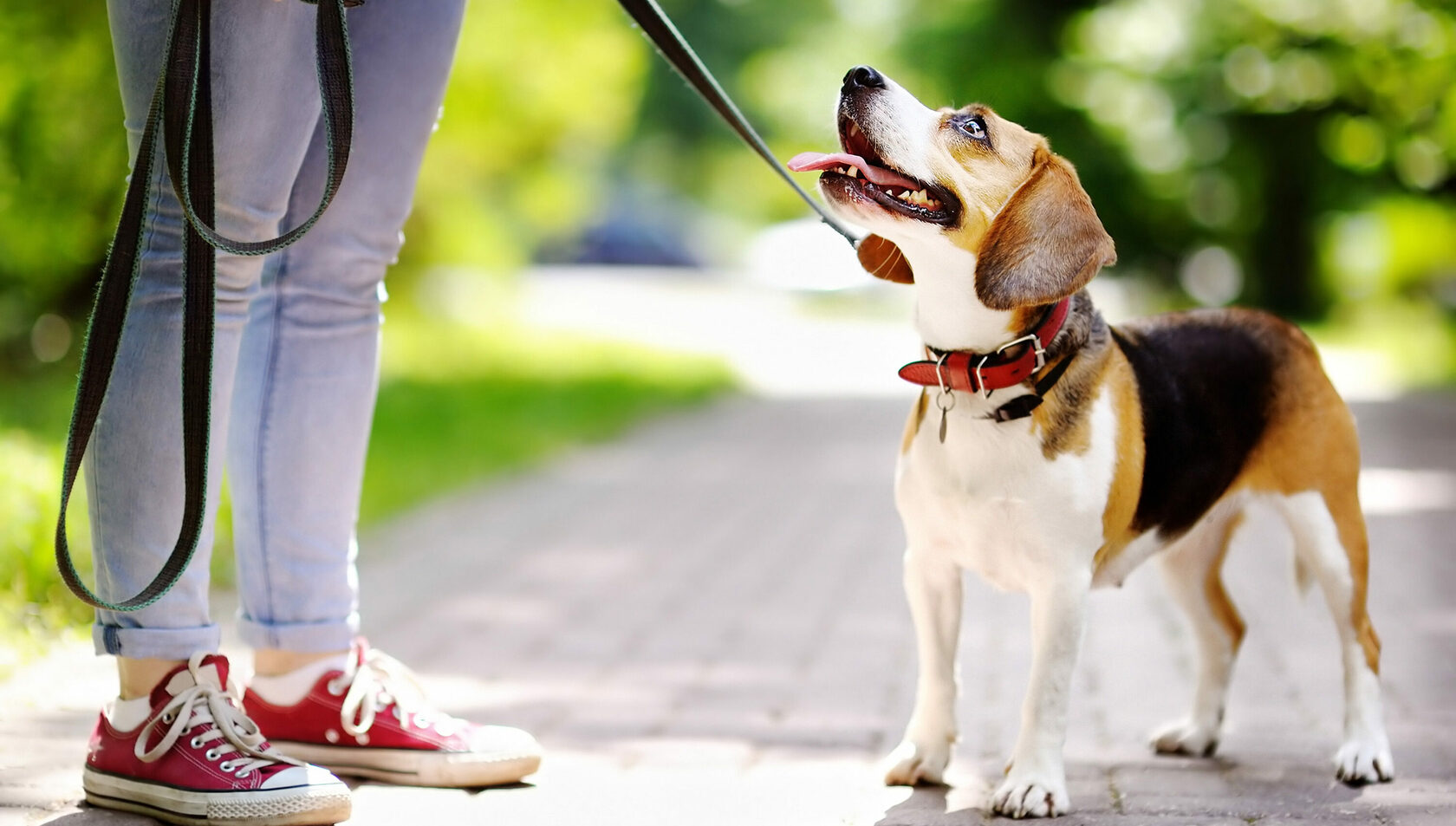 Правила виховання собак та їх поведінки у публічних місцях